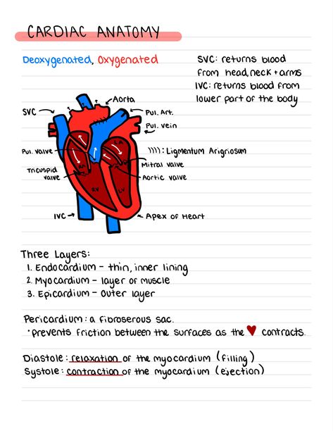 Critical Care nursing semester notes #nursing #nursingschoolnotes #cardiac Cardiac Cycle Notes, Cardiac Anatomy, Notes Nursing, Cardiac Sonography, Cardiology Nursing, Cardiac Cycle, Mitral Valve, Nurse Aesthetic, Cardiac Nursing