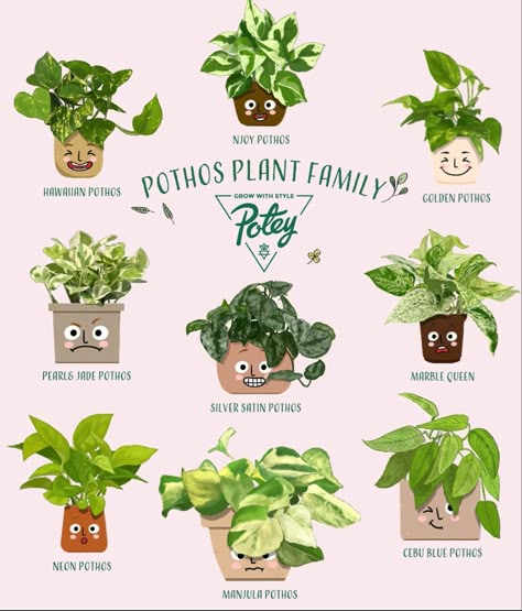 Pathos Potting Ideas, Bathroom Pothos, Pothos Varieties Chart, How To Care For Pothos Plant, Pothos Types, Types Of Pothos, Different Types Of Pothos Plants, How To Save Water, N'joy Pothos