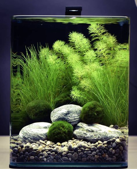 Fish Tank Scapes, 5 Gallon Aquascape, Cube Aquascape, 3 Gallon Fish Tank, Nano Aquascape, Cube Aquarium, Fish Tank Terrarium, Fish Tank Design, Aquascape Design