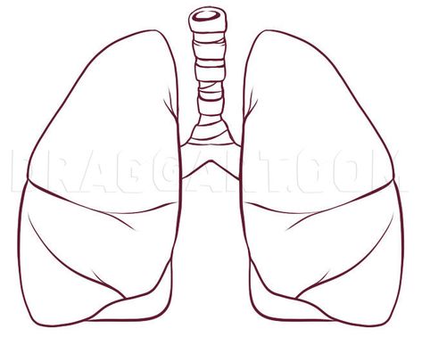 How To Draw Lungs, Step by Step, Drawing Guide, by Dawn | dragoart.com Draw Lungs, Lungs Drawing, Diy Natural Detergent, Human Body Organs, Beginner Sketches, Human Lungs, Nurse Study Notes, It's Saturday, Vintage Pop Art