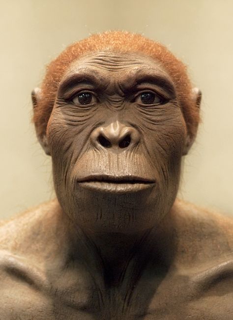 Homo habilis Homo Habilis, Human Evolution, Evolution, Human, Animals