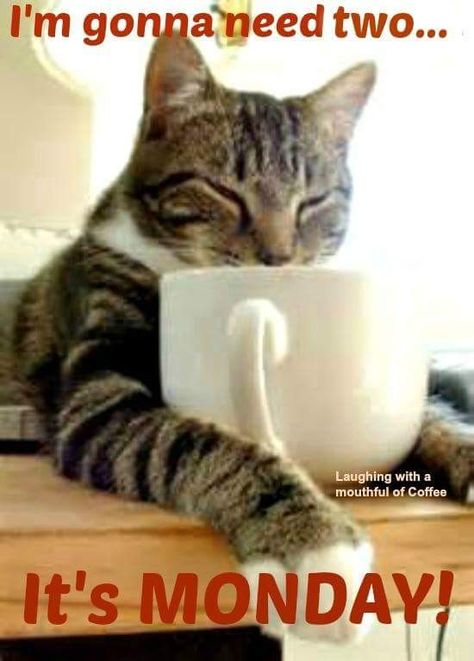 Coffee Humor Monday, Monday Cat, Monday Morning Coffee, Morning Coffee Funny, Monday Morning Blues, Funny Monday, Coffee Content, Morning With Coffee, Good Morning Gifs