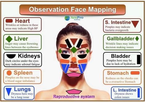 Chin Pimples, Chinese Face Map, Kidneys Health, Chinese Face Reading, Face Map, Eyes Dark Circles, The Reproductive System, Gut Inflammation, Small Intestine