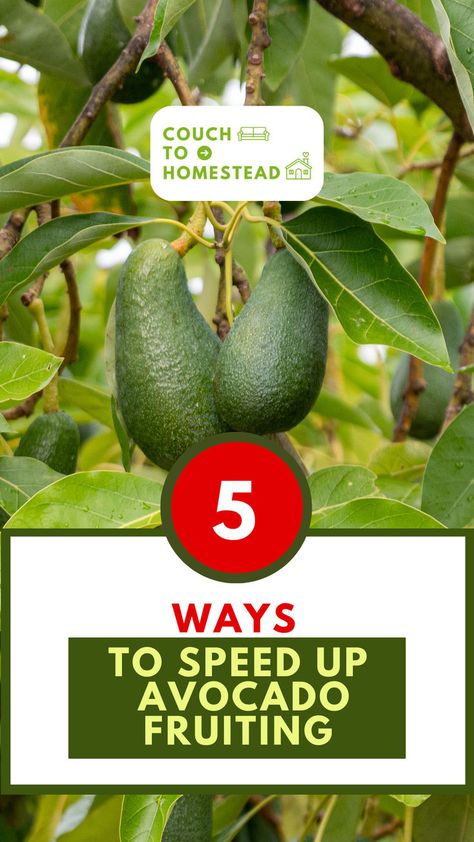 Avocado tree fruiting Growing Avocado, Avocado Trees, Avocado Tree, Backyards, 5 Ways, Do More, My Family, Speed Up, Family Members