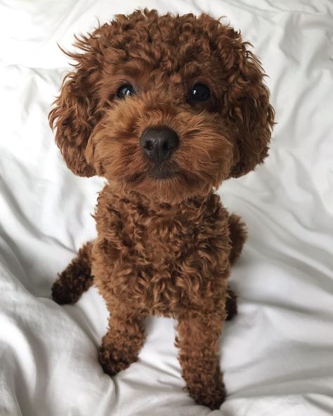 Red Toy Poodle Full Grown, Red Hair Dog, Red Toy Poodle, Toy Poodle Haircut, Teddy Bear Poodle, Poodle Haircuts, Poodle Tattoo, Toy Poodle Puppy, Poodle Haircut