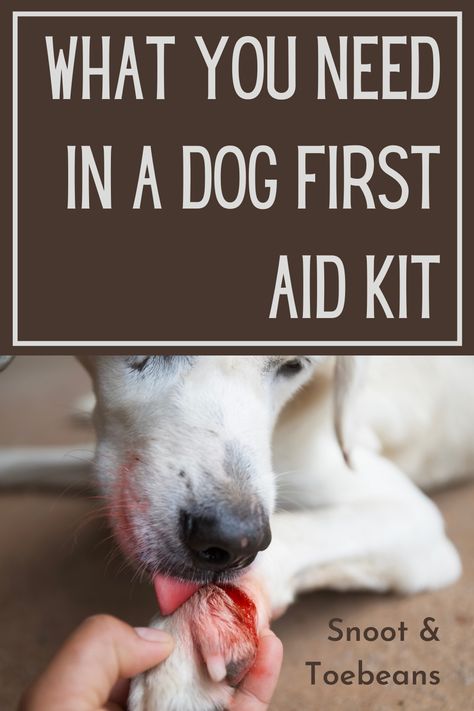 Dog First Aid Kit, Pet First Aid Kit, First Aid For Dogs, Dog First Aid, Pet First Aid, Diy First Aid Kit, Off Band, Dog Wound, Training Business