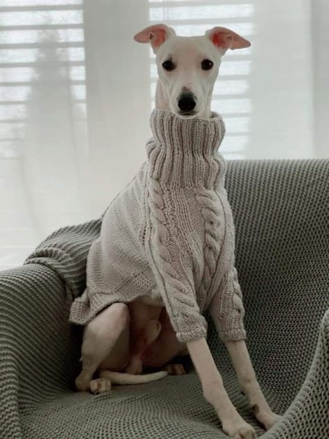 Greyhound Dog Sweater, Greyhound Sweater, Greyhounds Clothes, Curly Coated Retriever, Italian Greyhound Dog, Dog Aesthetic, Knit Dog Sweater, Whippet Dog, Dog Branding