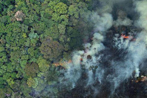 2021 was a year where tropical forests featured more prominently in global headlines than normal thanks to rising recognition of the role they play in addressing climate change and biodiversity loss. The following is a brief look at some of the major rainforest storylines from 2021. Previous year-in-reviews: 2020 | The 2010s | 2019 | […] Global Warm, Loss Of Biodiversity, Rainforest Deforestation, Scary Paintings, Biodiversity Loss, Tropical Forests, Forest Conservation, Amazon Forest, Environmental Degradation