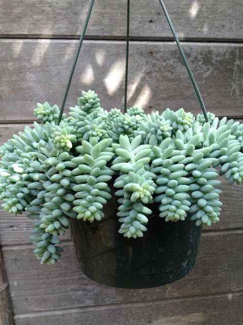 Burrows Tail Plant, Burrows Tail, Donkey Tail Succulent, Snake Plant Care, Succulent Gardening, Succulent Care, Mini Succulents, House Plant Care, Rare Succulents