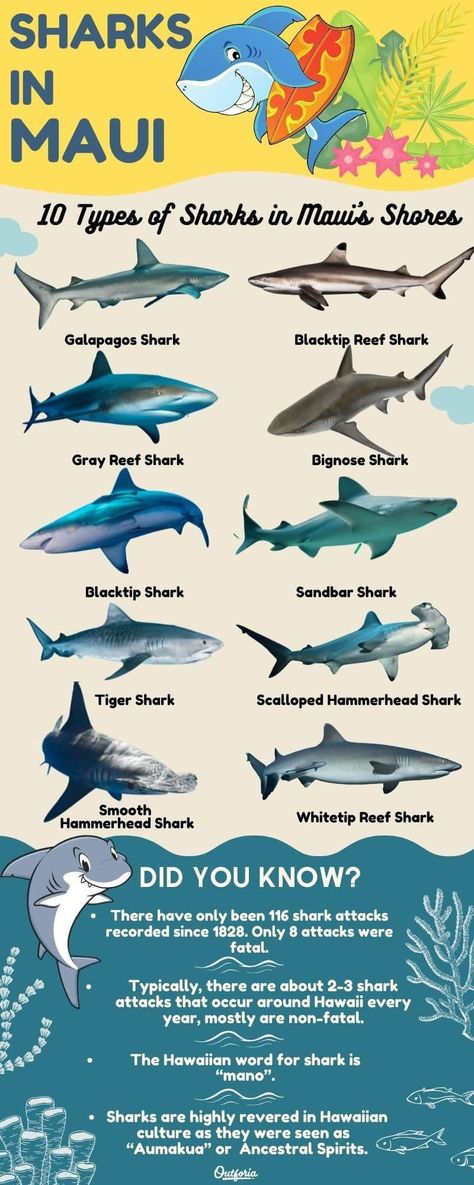 Different Sharks, Sharks Species, Weird Sharks, Different Types Of Sharks, Sandbar Shark, Galapagos Shark, Shark Names, Hawaiian Rainbow, Grey Reef Shark