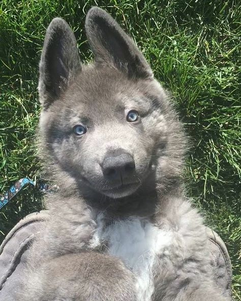 "Lou" Blue Bay Shepherd from Southern Breeze Kennels Blue German Shepherd, Dog German, Blue Bay, Pretty Dogs, Airedale Terrier, Pretty Animals, Cute Dogs And Puppies, Shepherd Puppies, Cute Animal Photos