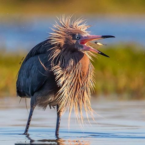 I love this Reddish Egret's lion mane! Reddish Egret, Majestic Creatures, Crazy Bird, Most Beautiful Birds, Herons, Lion Mane, Funny Birds, Nature Birds, Winter Scenery