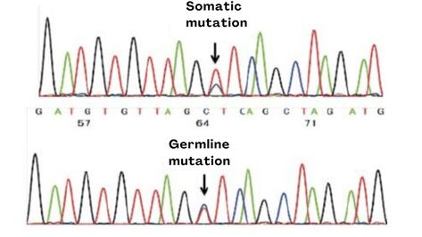 Sanger sequencing results of somatic and germline mutations. Sanger Sequencing, Success Rate, Genetic, Education