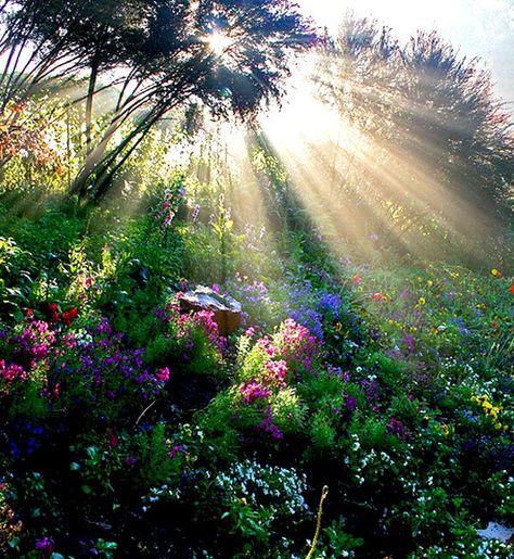 . Trees And Flowers, Serenity Now, Peaceful Places, Morning Light, Mother Earth, Sunrise Sunset, Beautiful World, Secret Garden, Beautiful Landscapes