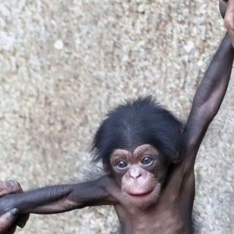 Primates from the world on Instagram: "🍼Changa gave birth to her baby boy in early June.  Here they are together in a beautiful photo taken by @rene.bildermax   📸Thanks to the talented photographer @rene.bildermax for letting me share his wonderful photo. Ph: @rene.bildermax  #chimpanzee #chimpanzees #newborns #rescuese #ape #apes #monkey #wild #wildlife #animals #orangutan #orangutans #gorilla #gorillas #janegoodall #primate #primates #primatesfromtheworld" Jane Goodall, Wildlife Animals, Primates, Mother And Baby, Beautiful Photo, Wonder, Photographer, Animals