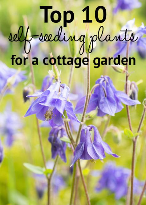 Top 10 self-seeding plants for a cottage garden. These low-maintenance self-seeding plants spread around your garden for a relaxed style Watering Plants, Cottage Garden Design, Cottage Garden Plants, Low Maintenance Landscaping, Garden Shrubs, English Cottage Garden, Low Maintenance Garden, Have Inspiration, Organic Gardening Tips