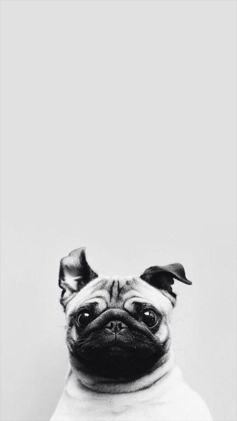 A Pug, Pug Dog, White Photo, Pug, Wallpapers, Black And White, Iphone, White, Black