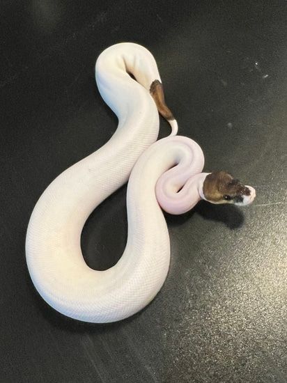 2022 Cinnamon Piebald 90% White Male Ball Python by Ballroom Pythons South Piebald Ball Python, Ball Python Morphs, Ball Python, Python, Ballroom