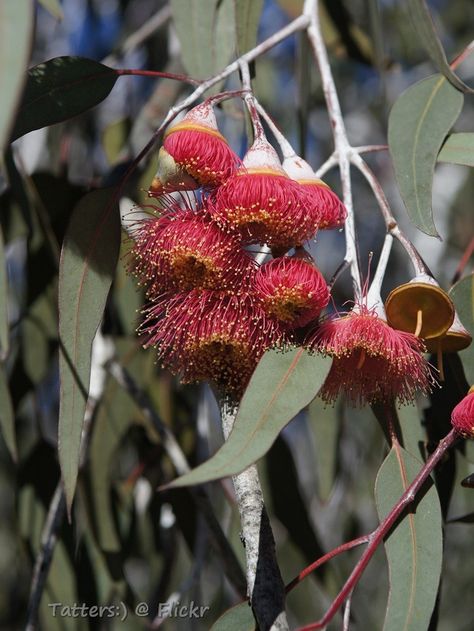 Silver princess eucalyptus trees (Eucalyptus caesia) are native to Western Australia, where they are also known as Gungurru. Learn more about silver princess eucalyptus trees in the following article. Click here for additional information. Kings Park Perth, Australian Native Garden, Eucalyptus Trees, Gum Tree, Silver Christmas Decorations, Australian Flowers, Australian Native Flowers, Australian Plants, Australian Garden