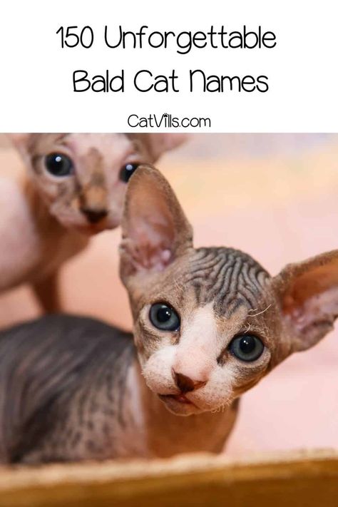 Looking for a list of bald cat names? We covered 150 ideas that are just suitable for the Sphynx or other hairless felines! Check them out and choose the best! Sphynx Cat Names, Girl Cat Names, Cute Hairless Cat, Egyptian Names, Egyptian Cats, Kitten Names, Sphinx Cat, Egyptian Cat, Cat Ideas