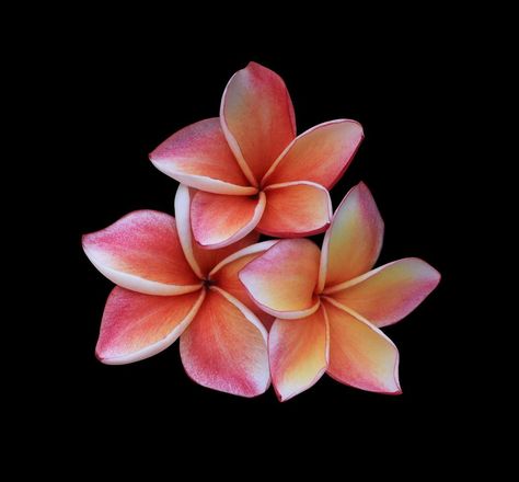 Plumeria or Frangipani flowers. Close up orange-red plumeria flowers bouquet isolated on black background. Top view exotic flower bunch. Black Background With Flower, Flowers Close Up, Plumeria Flowers Aesthetic, Black Background Flower, Flowers With Black Background, Flower Black Background, Flowers Dark Background, Spotify Pfp, Island Flowers