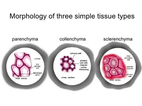 Ground Tissue Ground Tissue, Plant Anatomy, Tissue Types, Plant Tissue, Wall Crosses, Biology, Anatomy, Planting Flowers, Plants