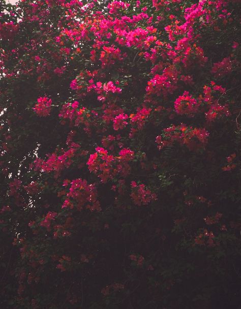 #Flower #FlowerAesthetics #Bougainvillea #Nature #Pink #PinkAesthetics Red Bougainvillea Aesthetic, Pink Bougainvillea Aesthetic, Bogunvellia Flowers Aesthetic, Bogenvilla Plant Aesthetic, Bogenvilla Plant, Boganvillia Aesthetic, Bougenville Flowers Aesthetic, Maeve Fly, Bougainvillea Aesthetic