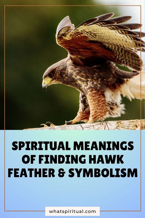 9 Spiritual Meanings of Finding Hawk Feather & Symbolism 2 Hawk Feather, Feather Symbolism, Hawk Feathers, Native American Traditions, Sacred Symbols, Embrace Change, Spiritual Meaning, Life Path, Spiritual Awakening