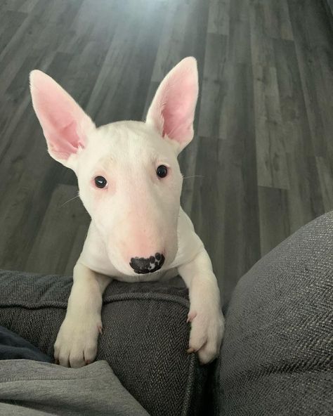 English Pitbull Terrier, Bull Terrier Aesthetic, Bill Terrier, Miniature English Bull Terrier, Mini Bull Terrier, Cute Bull Terrier, English Bull Terrier Puppy, Bull Terrier Puppies, Bull Terrier Tattoo