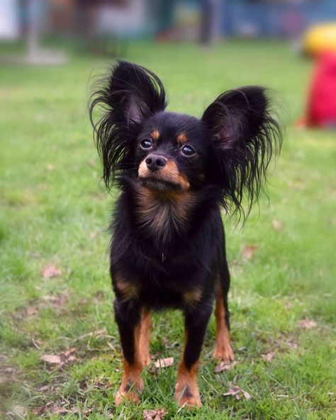 RUSSIAN TOY  (long coat) #Russiantoy   Breeze 3 Years Old From #Russia @for_little_dog Russian Toy Terrier Long Hair, Russian Toy Dog, Russkiy Toy, Russian Dogs, Russian Toy Terrier, Russian Terrier, Toy Terrier, Toy Dog Breeds, Toy Dogs