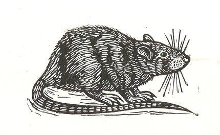 nice simple rat Chinese Zodiac Rat, Rat Art, Black Rat, Animal Skeletons, Linocut Art, Animal Wall Decor, Animals Funny, Baby Animals Funny, Printing Ink