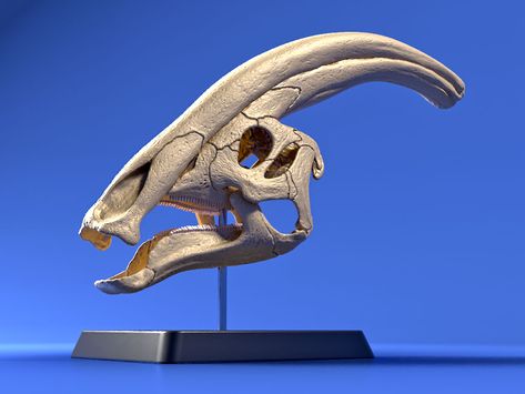 Parasolophus Dinosaur, Dinosaur Skull Reference, Parasaurolophus Skull, Dino Skull, Dinosaur Skull, Animal Skull, Skull Reference, Dinosaur Tattoos, Animal Skeletons