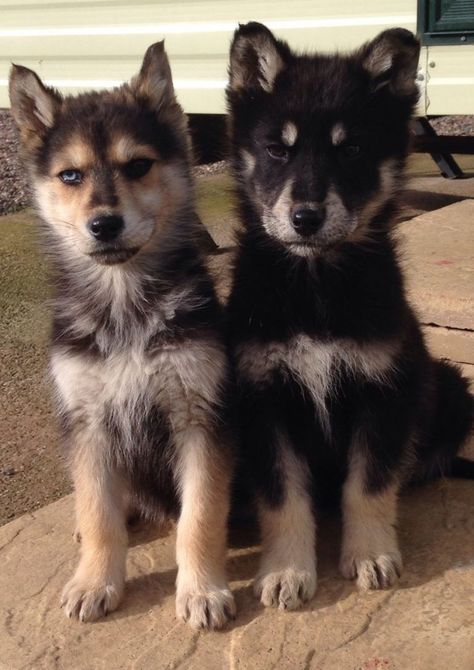 21 Husky Mixes That Are Unbelievably Adorable | The Dogman Shepsky Puppy, German Shepherd Mix Puppies, Shepherd Mix Puppies, German Shepherd Husky Mix, German Shepherd Husky, Husky Mix, Yorkshire Terrier Puppies, Pretty Dogs, Airedale Terrier