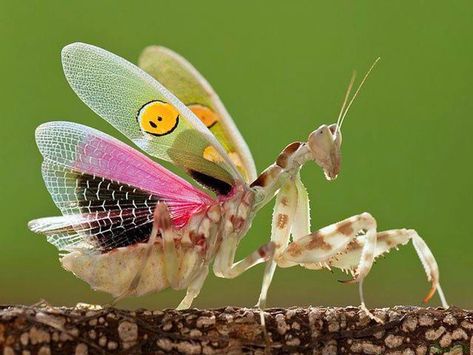 Spiny Flower Mantis, Flower Mantis, Albino Deer, Mantis Religiosa, Types Of Bugs, Bug Crafts, Cool Bugs, Wise Girl, Beautiful Bugs