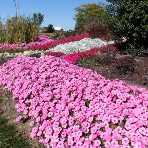 PETUNIA_SUPERTUNIA_VISTA_BUBBLEGUM_PETUNIA_GC_SUPVB_06 Supertunias In Landscape, Supertunias Flowers, Petunia Garden Ideas, Supertunia Bordeaux Petunia, Petunia Garden Flower Beds, Petunias In Flower Beds, Supertunia Planters, Supertunia Vista Jazzberry, Wave Petunias Flower Bed