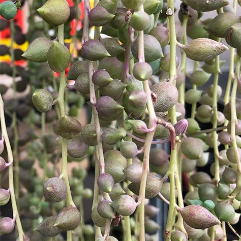 Senecio 'Angel's Tears' is a fast growing cascading succulent that is well suited to growing in hanging baskets. Plants For Hanging Baskets, Easy Care Plants, String Of Pearls, Pink Tone, Fast Growing, New Leaf, Hanging Baskets, Nurseries, Shades Of Green