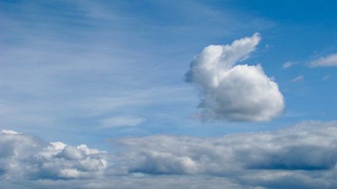 Bunny Rabbit Clouds That Look Like Animals, Bunny Cloud, Angel Bunny, Angel Clouds, Cloud Formations, Cloud Art, Cloud Shapes, Angel Pictures, Storm Clouds