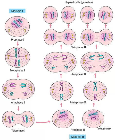 General Biology | Carlson Stock Art Genetics Illustration, Cell Biology Notes, Veterinary Anatomy, Biochemistry Notes, Biology Diagrams, General Biology, Biology Worksheet, Wildlife Illustration, Study Biology