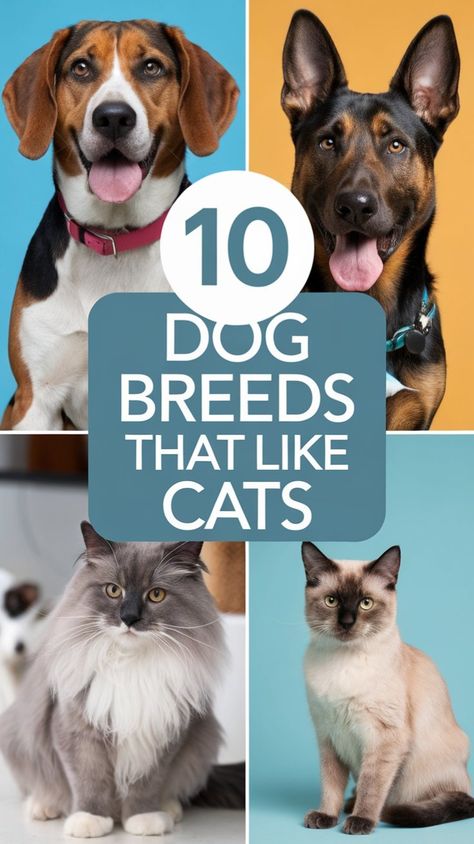 Discover the best dog breeds that live peacefully with cats. 🐾 From playful small dog breeds to gentle giants, these pups are known for their calm temperament and friendly nature, making them the perfect companions for your feline friends! Dog Pee Smell, Live Peacefully, Socializing Dogs, Cat Pee, Dog Ages, Dog Pee, Best Dog Breeds, Smart Dog, Obedience Training