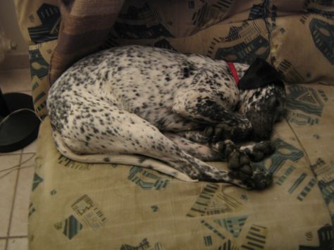 Sleeping Bonnie Laundry Clothes, Sleep, Dogs, Animals