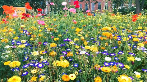 How To Plant Wildflower Seeds, Plant Wildflower Seeds, Plant Wildflowers, When To Plant Seeds, California Wildflowers, Wildflower Garden, Wildflower Seeds, Planting Seeds, Flower Seeds