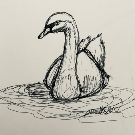 Swan In A Lake Drawing, Swan Ink Drawing, Swan Pencil Drawing, Cute Swan Drawing, Swan Drawing Aesthetic, Easy Swan Drawing, How To Draw Swan, Swan Drawing Simple, Swan Painting Easy