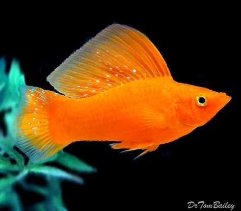 Platy Fish, Aquarium Pictures, Tropical Fish Aquarium, Tropical Freshwater Fish, Fish Breeding, Tropical Aquarium, Orange Fish, Aquascape Aquarium, Freshwater Aquarium Fish