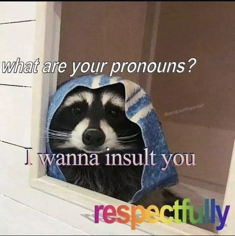 Possum Memes, Raccoon Funny, Magnum Opus, Trash Panda, Silly Animals, Racoon, Wholesome Memes, Cute Memes, Funny Reaction Pictures