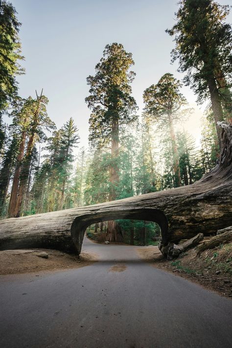 🌲 Sequoia National Park, California 🇺🇸 Walk among the giants and discover breathtaking views in this majestic national park! 🌟 Must-See Highlights: 🌳 Visit the massive General Sherman Tree ⛰️ Climb Moro Rock for epic views 🦋 Explore trails through the Giant Forest ✨ Save this for your dream U.S. national park adventure! #sequoianationalpark #visitcalifornia #naturelovers #travelgoals General Sherman Tree, Sequoia National Park California, General Sherman, Sequoia Tree, California Summer, Taking A Walk, National Park Travel, Vision Board Images, National Park California