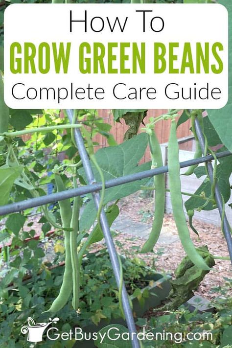 Planting Green Beans, Green Bean Trellis, Garden Green Beans, Green Beans Garden, Grow Green Beans, Green Bean Seeds, Bean Trellis, Bean Garden, Growing Green Beans