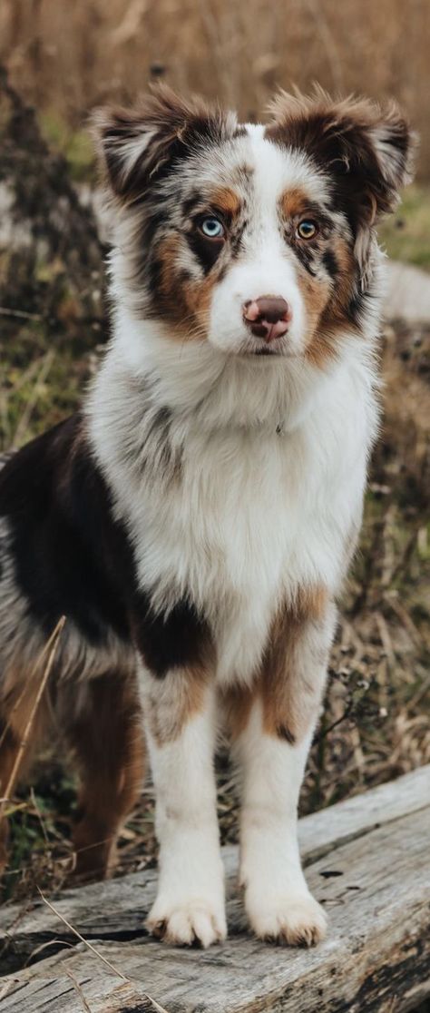 Australian Shepherd Blue Eyes, Got Funny, Supplements For Dogs, Aussie Puppies, Australian Shepherd Puppies, Aussie Dogs, Super Cute Puppies, Cute Dog Photos, Cute Animals Puppies