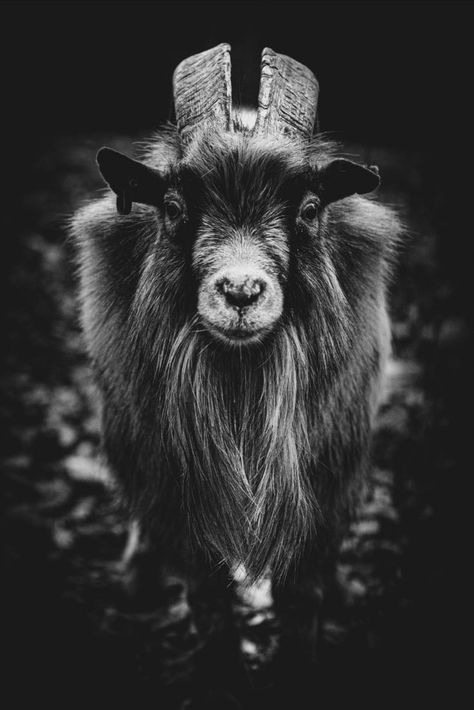 GOAT & HORNS #2 | Limited Edition of 3 - Black and White. Check out this fantastic collection of Black and White Limited Edition. African Animals Photography, Wild Goat, Black Phillip, Goat Horns, Modern Photographers, African Animals, Nature Photographs, Animal Fashion, Conceptual Art