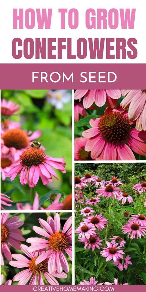 Ready to try growing coneflowers from seed? Everything from selecting the perfect seeds to caring for these resilient, pollinator-friendly flowers in your garden. Planting Coneflower Seeds, Preannual Flowers, Self Seeding Flowers, Coneflowers Perennial Gardens, How To Save Coneflower Seeds, Coneflower Companion Plants, When To Plant Coneflower Seeds, Coneflower Garden, Coneflower Seeds