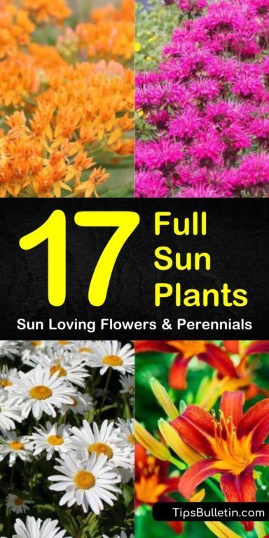 17 Full Sun Plants - Sun Loving Flowers and Perennials Front Yard Sidewalk Ideas Pathways, Full Sun Plants And Flowers, Hardy Flowers For Full Sun, Sun Plants Landscaping, Flowering Plants For Full Sun, Outside Plants For Full Sun, Early Summer Blooming Perennials, Full Sun Flower Bed Ideas Perennials, Full Sun Plants Outdoor